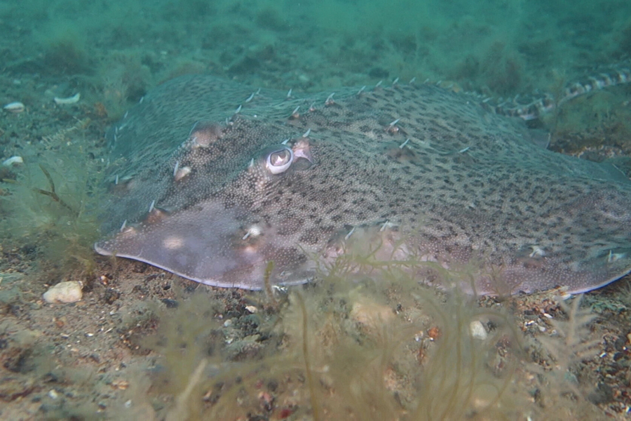 Il pesce mimetico la Razza HelloFish